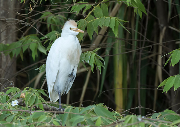 Cattle Egret