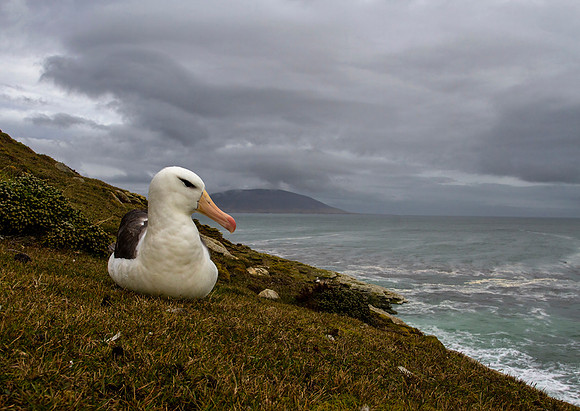 Black-Browed Albatross