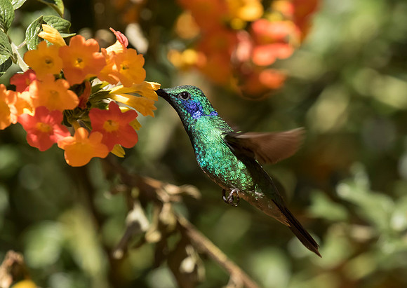 Lesser Violetear
