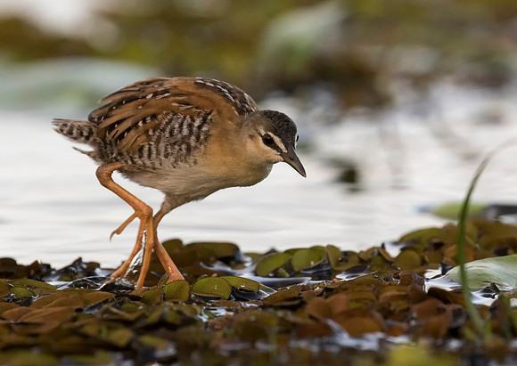 Yellow Breasted Crake