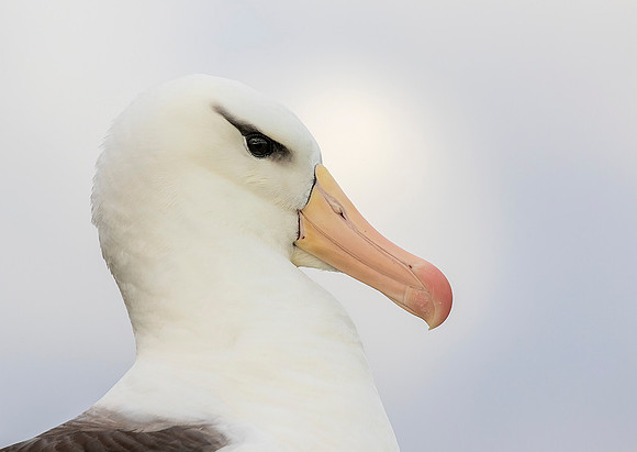 Black-Browed Albatross