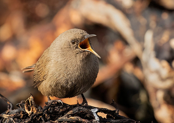Cobb's Wren