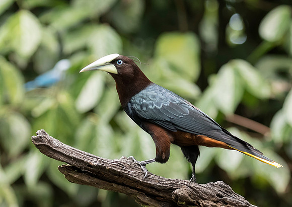 Chestnut-Headed Oropendola