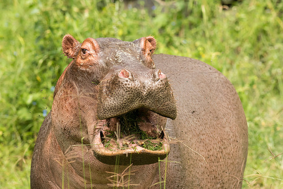 Hippopotamus