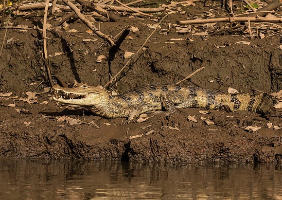 Spectacled Caiman