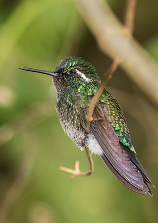 Purple Throated Mountaingem