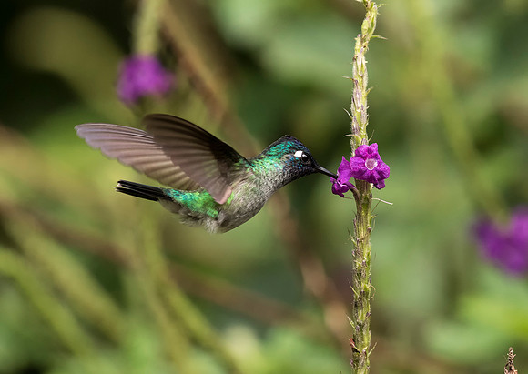 Violet Headed Hummingbird