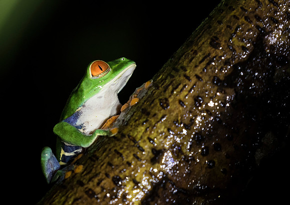 Red Eyed Tree Frog