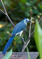 White Throated Magpie Jay