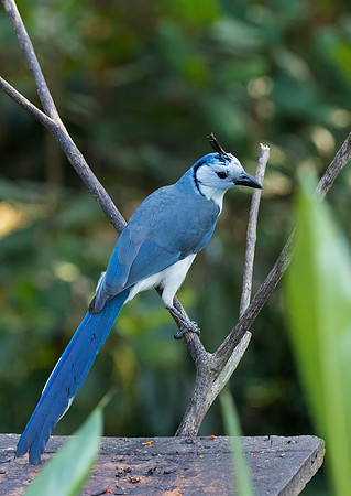White Throated Magpie Jay