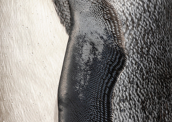 King Penguin