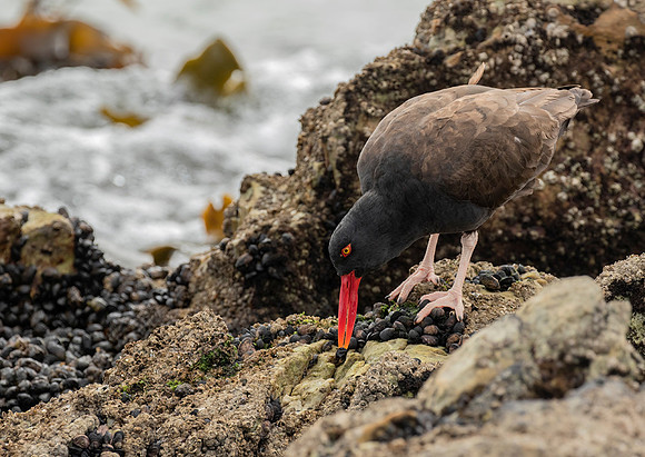 Blackish Oystercatcher