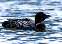 Great Northern Diver