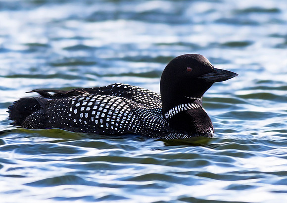Great Northern Diver