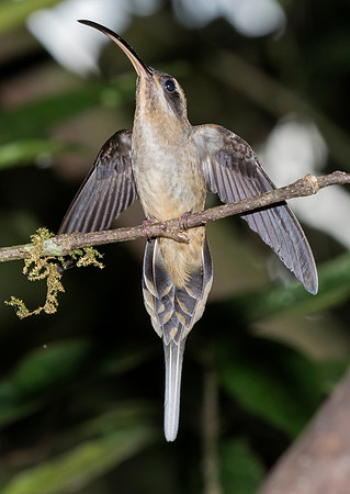 Long Tailed Hermit