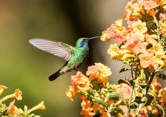 Lesser Violetear