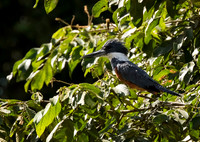 Ringed Kingfisher