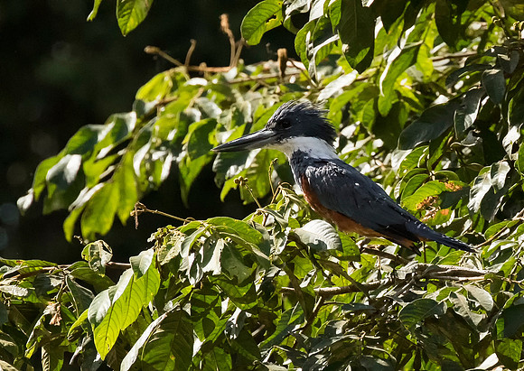 Ringed Kingfisher