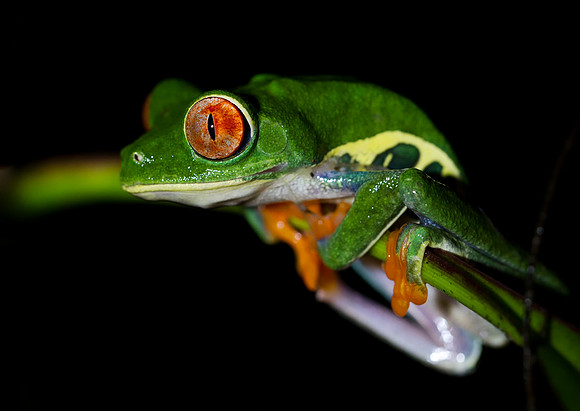Red Eyed Tree Frog
