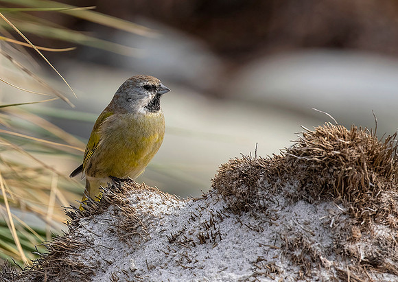 White Bridled Finch