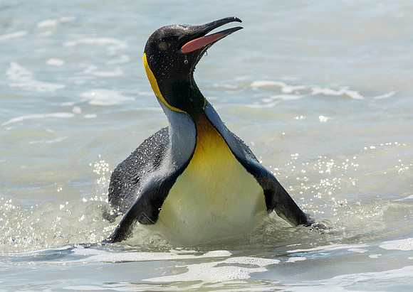 King Penguin