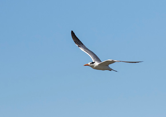 Royal Tern