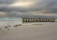 King Penguins