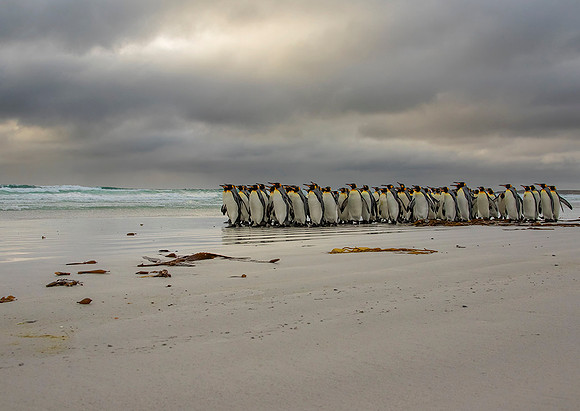 King Penguins