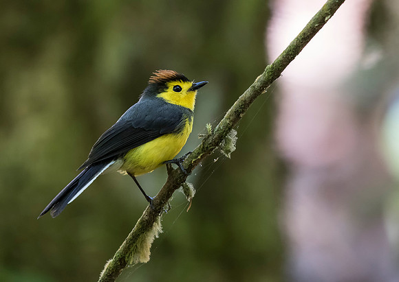 Collared Redstart