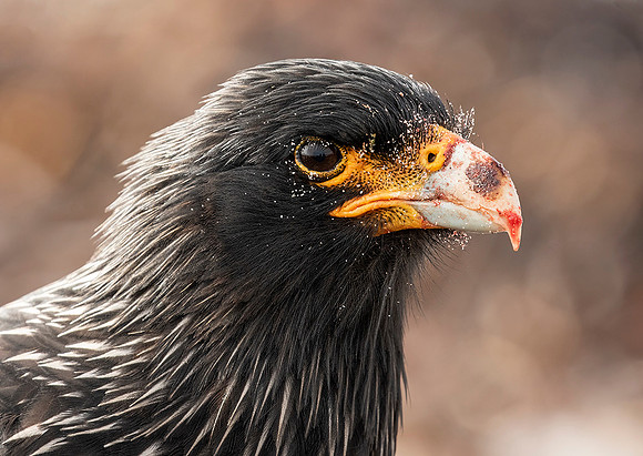 Striated Caracara