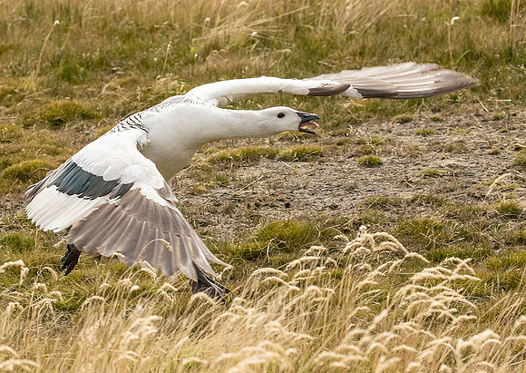 Upland Goose (Male)