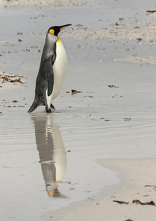 King Penguin
