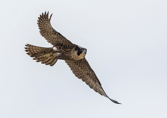 Peregrine Falcon