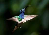 White Necked Jacobin