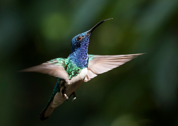 White Necked Jacobin