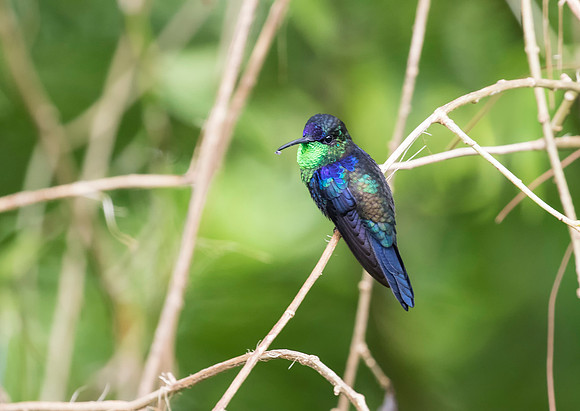 Violet Crowned Woodnymph