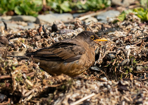 Falkland Thrush