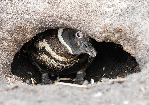 Magellanic Penguin