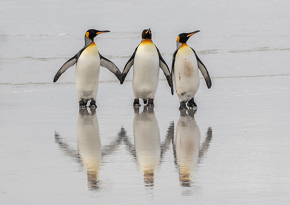 King Penguins