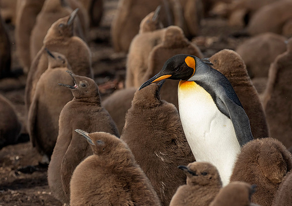 King Penguin and chicks