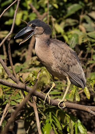 Boat Billed Heron