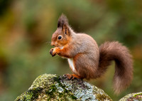 Red Squirrel on wall