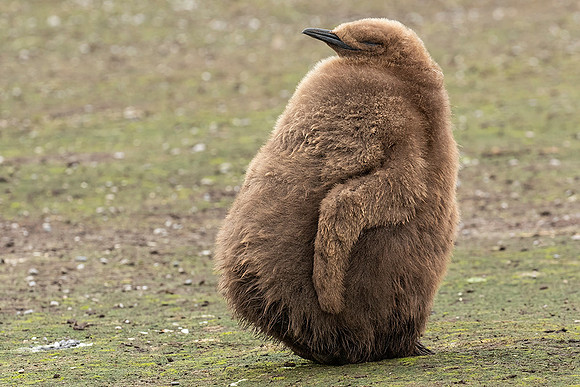 King Penguin Chick