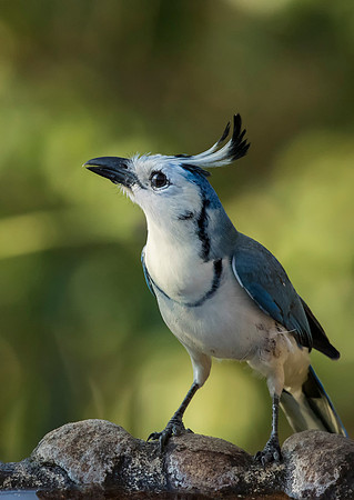 White Throated Magpie Jay
