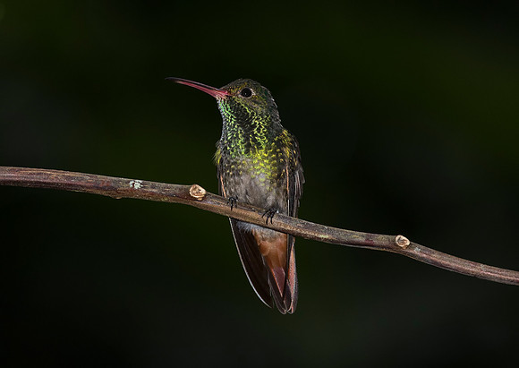 Rufous Tailed Hummingbird