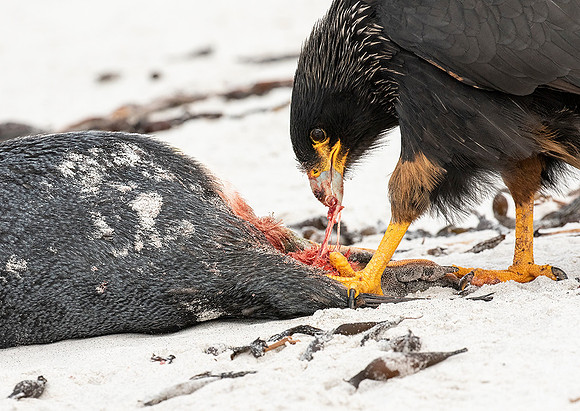 Striated Caracara