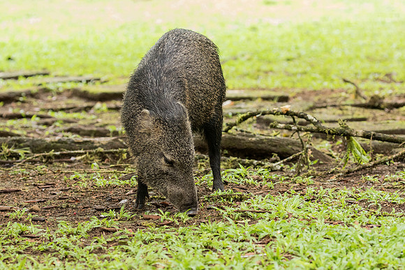 Collared Peccary