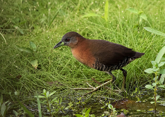 White Throated Crake