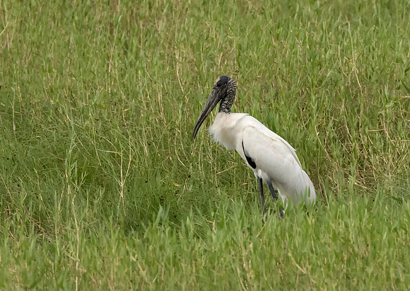 Wood Stork