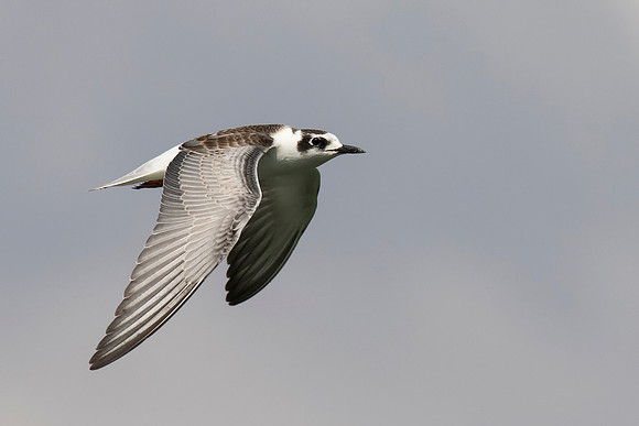 White Winged Black Tern in Flight
